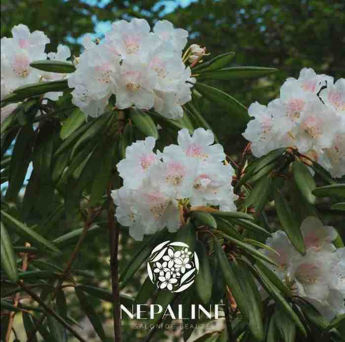 other - Réalisation Nepaline