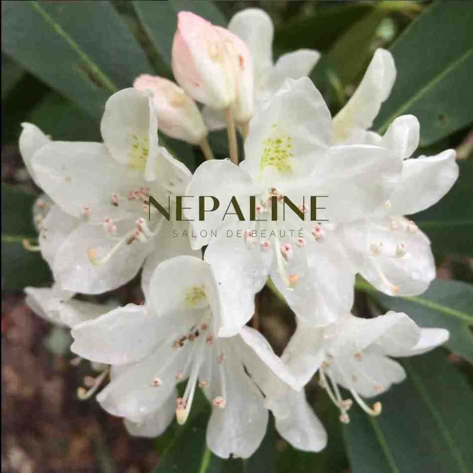 other - Réalisation Nepaline